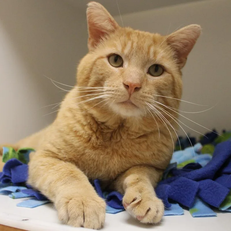 Roly Poly thumbnail 2