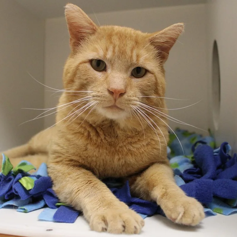 Roly Poly thumbnail 3