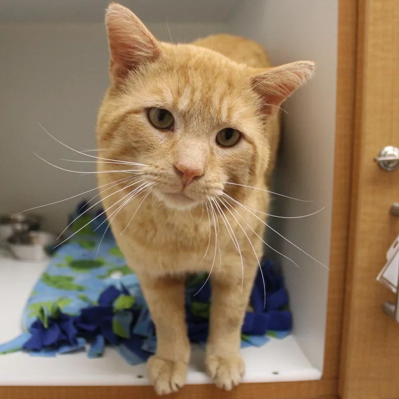 Roly Poly thumbnail 4