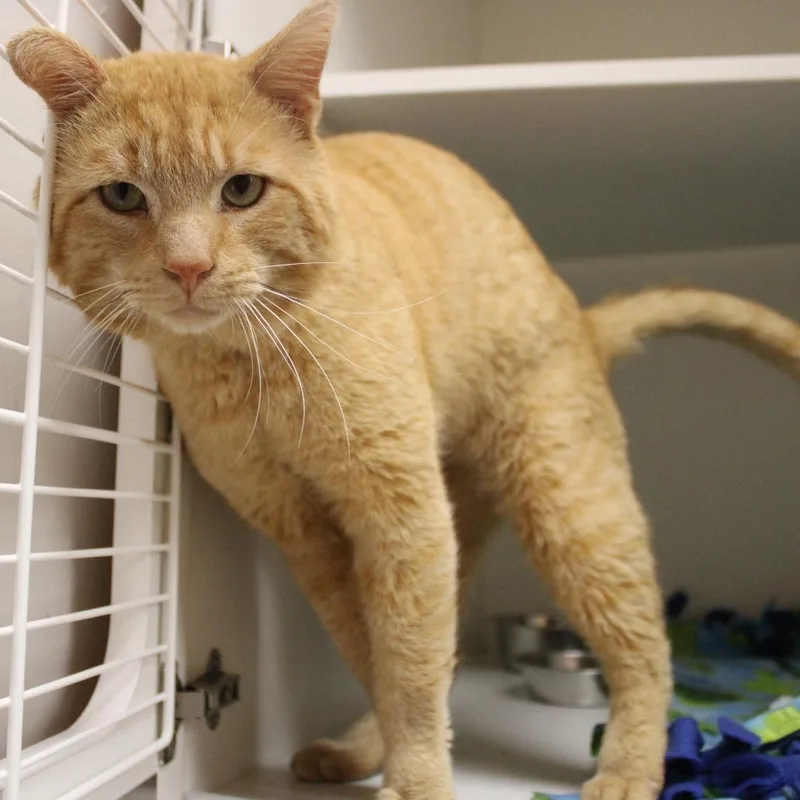 Roly Poly thumbnail 5