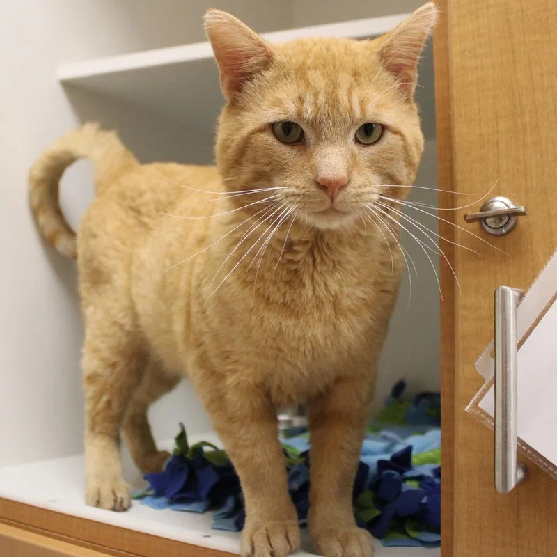 Roly Poly thumbnail 6