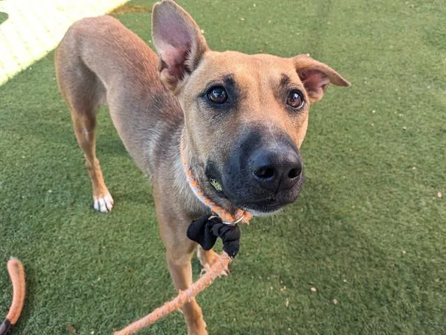 A young large-sized female Black Mouth Cur dog named Penny for adoption in Phoenix, AZ