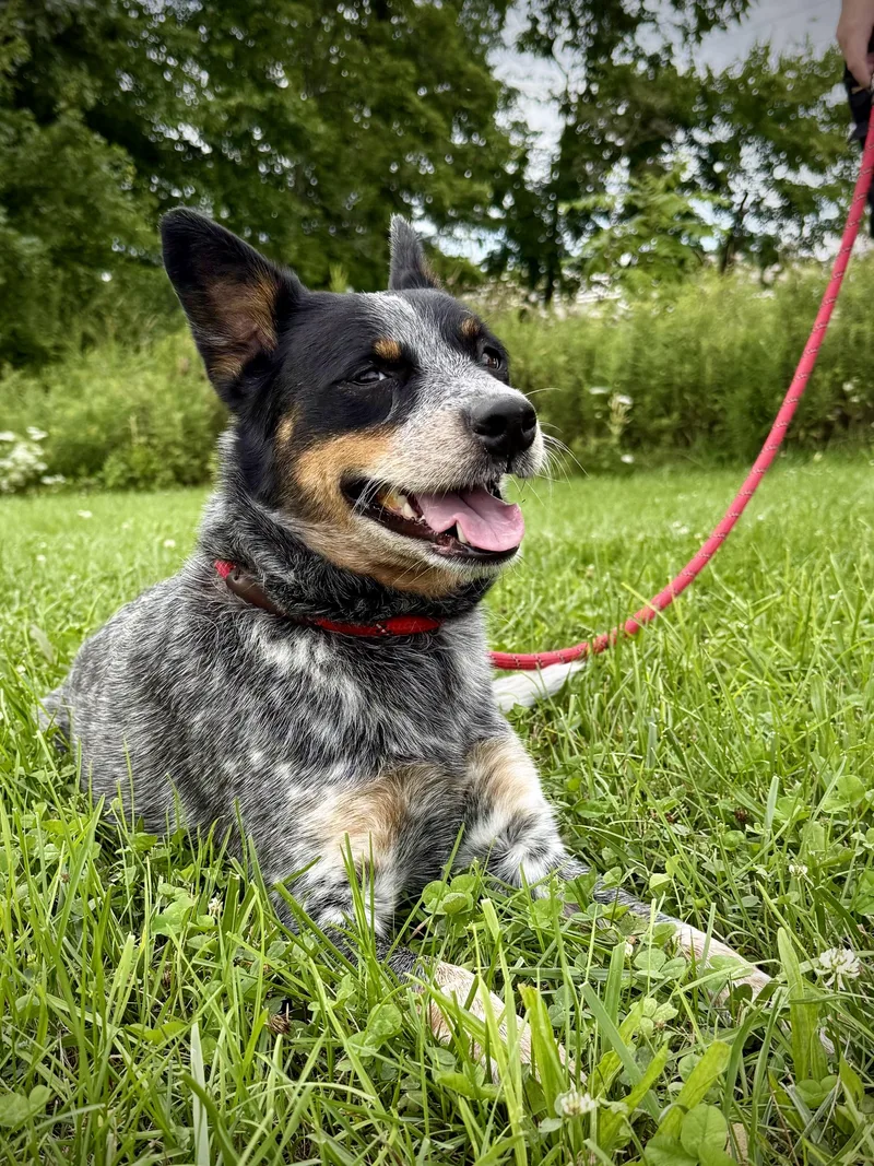 Artemis