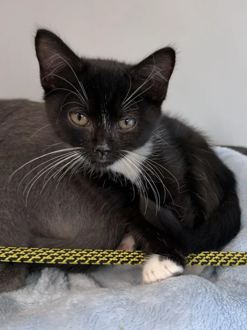 A young medium-sized female Black & White / Tuxedo Domestic Short Hair cat named Fawkes for adoption in Satellite Beach, FL