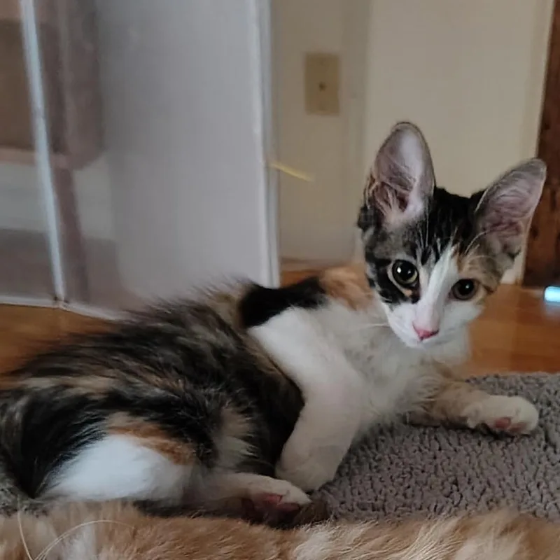 A baby small-sized female Calico Domestic Medium Hair cat named Madame Mayor for adoption in Carencro, LA