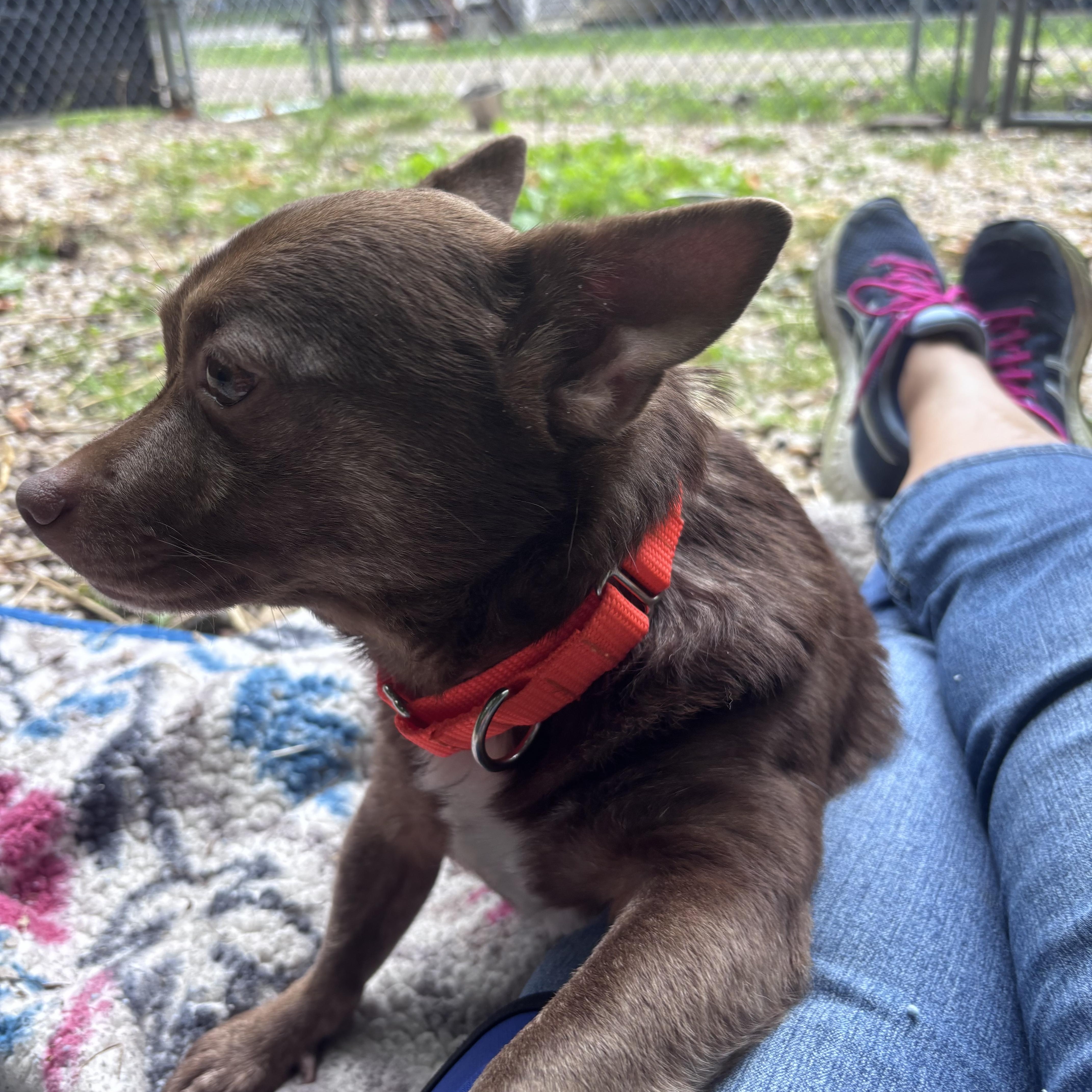 An adult small-sized male Brown / Chocolate Chihuahua dog named CoCo for adoption in Chardon, OH