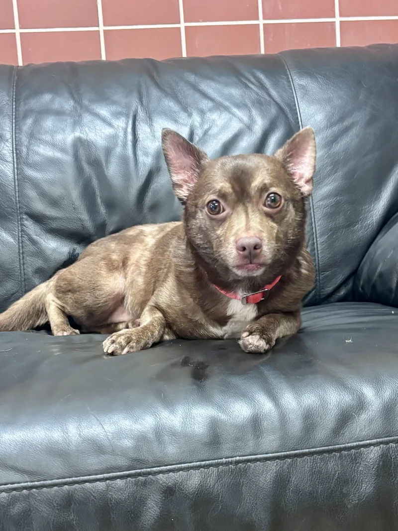 CoCo thumbnail 3