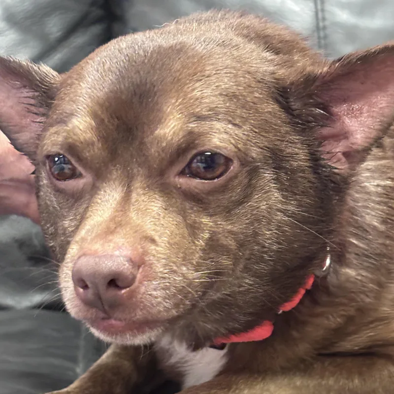 CoCo thumbnail 4
