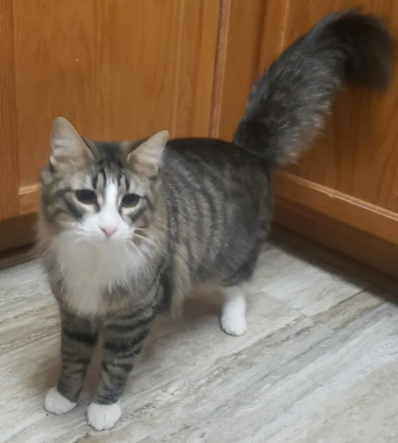 Oliver Twist Ch thumbnail 2