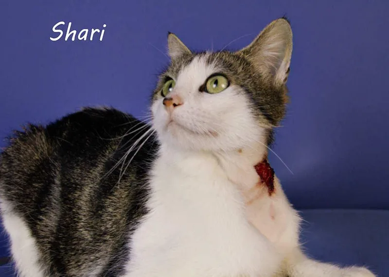 An adult medium-sized female Tabby (Gray / Blue / Silver) Tabby cat named Shari for adoption in York, NE
