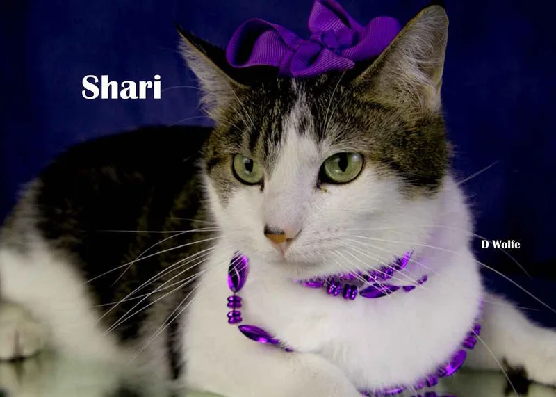 Shari thumbnail 3