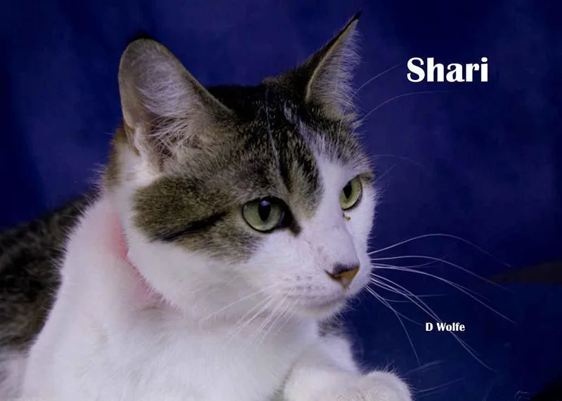 Shari thumbnail 4