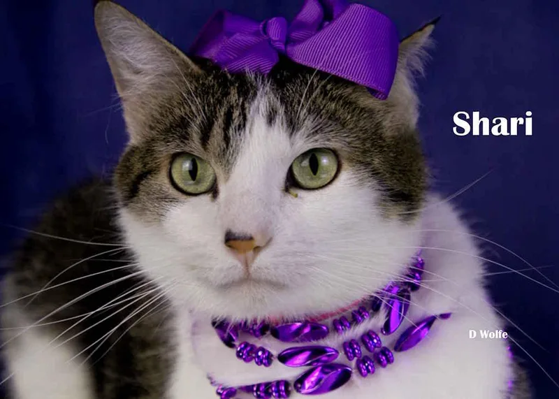 Shari thumbnail 5