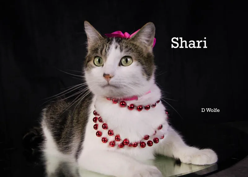 Shari thumbnail 6