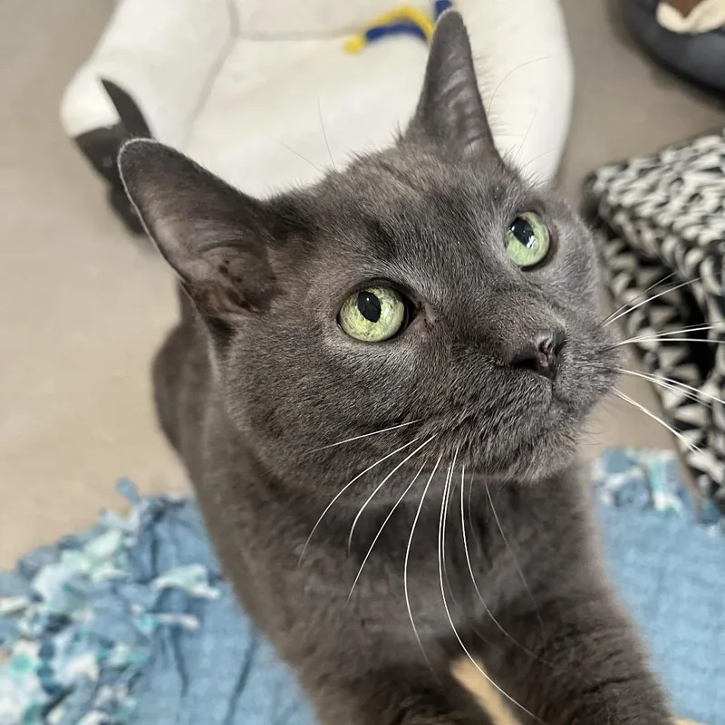 A senior small-sized male Gray / Blue / Silver Domestic Short Hair cat named Kitzo for adoption in Chicago, IL