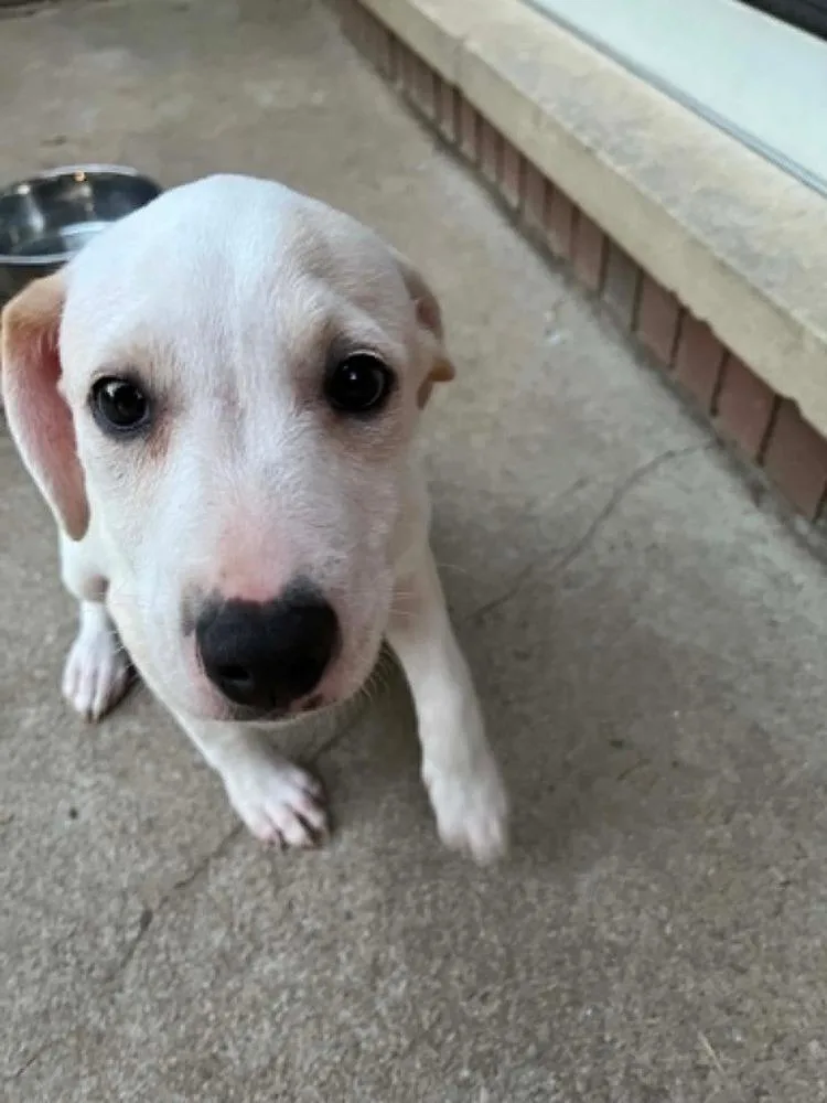 A baby medium-sized male White / Cream Labrador Retriever dog named Comida Blanca : Queso for adoption in Aurora, IN