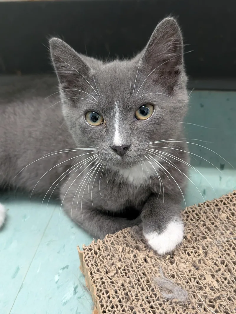 A baby medium-sized male Gray / Blue / Silver Domestic Short Hair cat named Parker for adoption in Tilton, IL