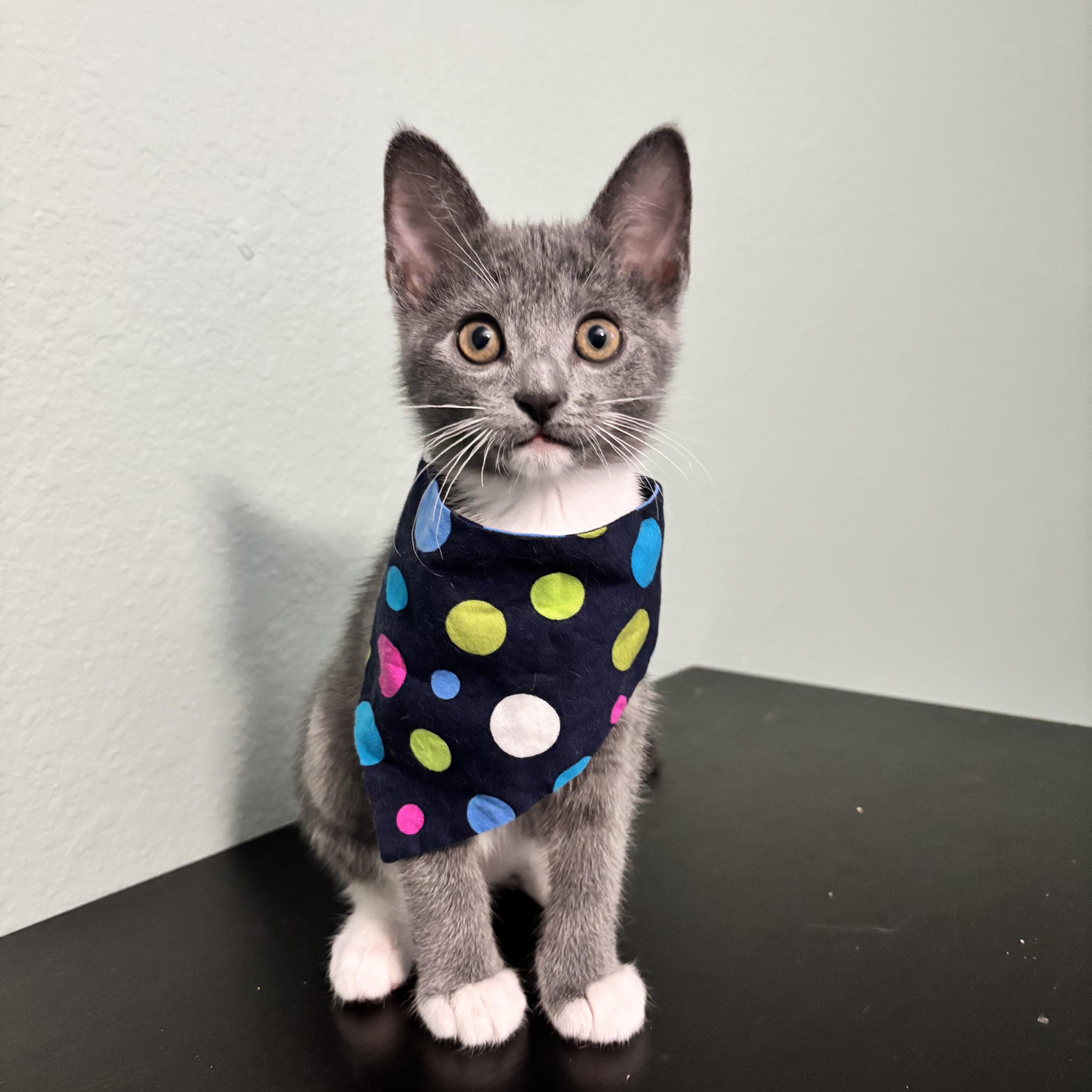 A baby medium-sized female Gray & White Domestic Short Hair cat named Rally Cat Waiting for adoption in Plano, TX