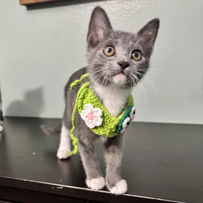 Rally Cat  Waiting thumbnail 5
