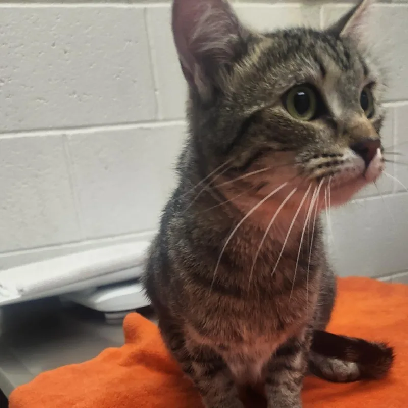 A young medium-sized female Brown / Chocolate Domestic Short Hair cat named Peanut for adoption in Murray, UT