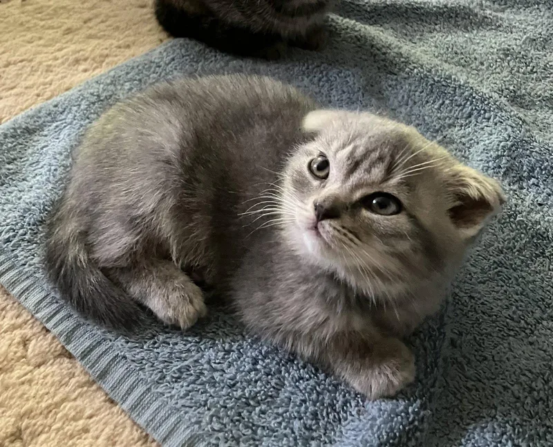 A baby medium-sized female Tabby (Gray / Blue / Silver) Tabby cat named Maisie for adoption in Trexlertown, PA