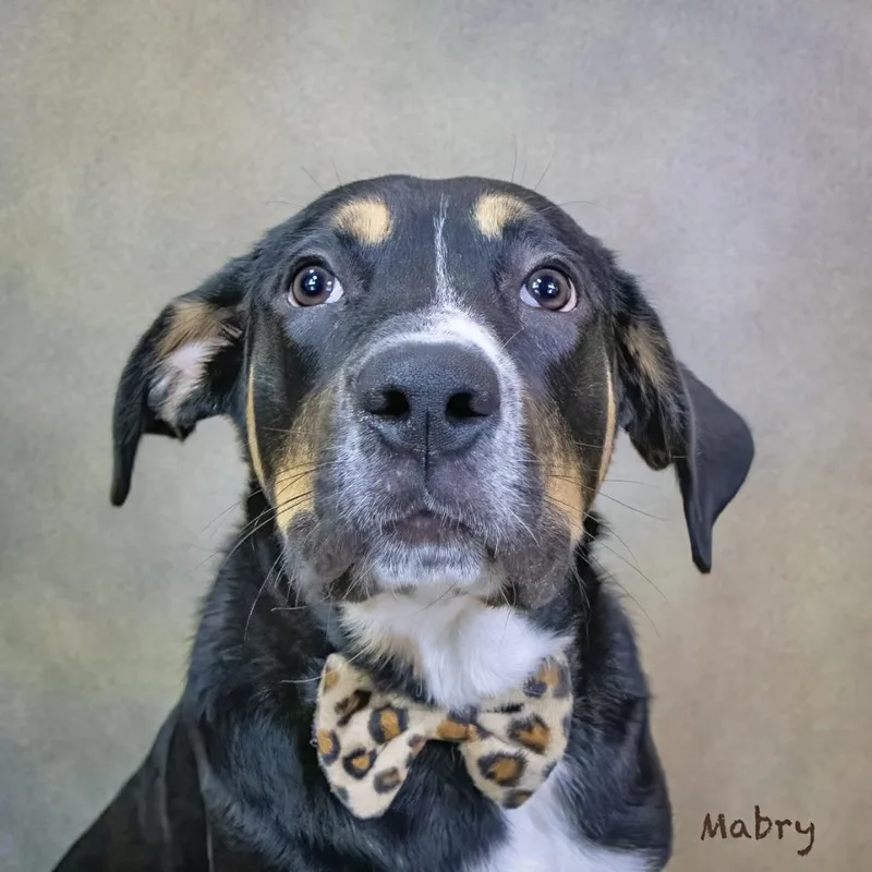 A young medium-sized male Hound dog named Mabry for adoption in Manchester, CT