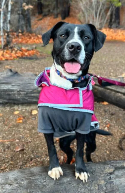 An adult large-sized female Black Pit Bull Terrier dog named Button for adoption in renton, WA
