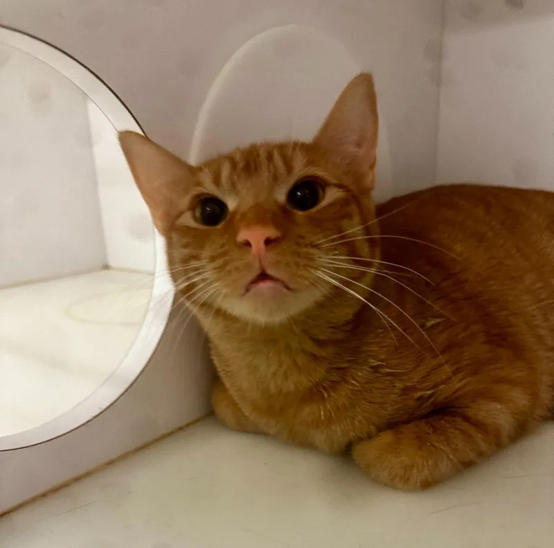 A young medium-sized male Domestic Short Hair cat named Lark for adoption in Neosho, MO