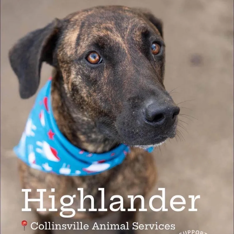 Highlander