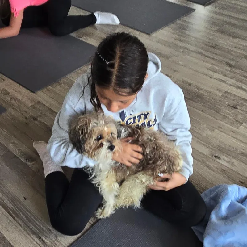 An adult small-sized female White / Cream Shih Tzu dog named Scarlett for adoption in Loves Park, IL