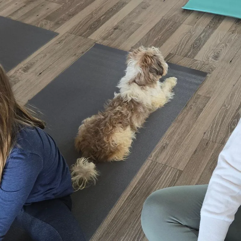 Scarlett thumbnail 2