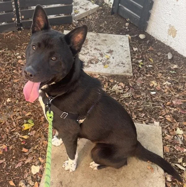 Cornelia thumbnail 3