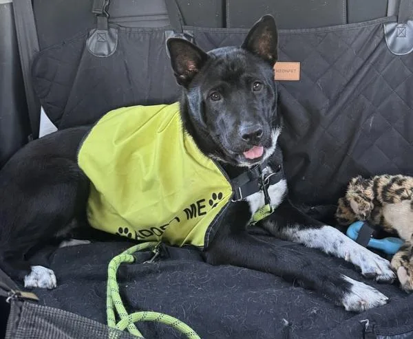 Cornelia thumbnail 4