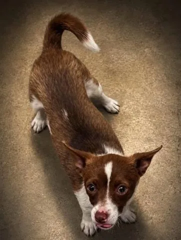 A young small-sized female Chihuahua dog named Teenie Tiny for adoption in San Martin, CA