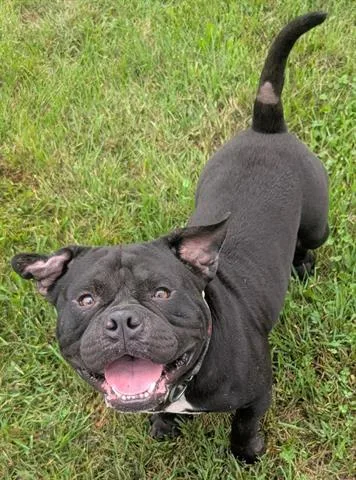 A young medium-sized male Pit Bull Terrier dog named Kong for adoption in Akron, OH