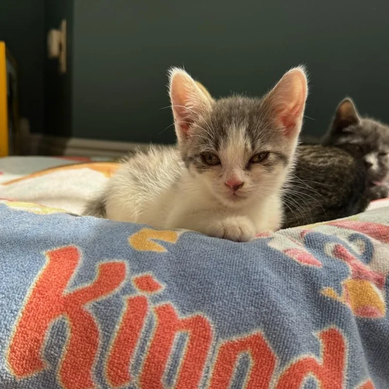 A baby medium-sized female Gray & White Domestic Short Hair cat named Spirit for adoption in Moriches, NY