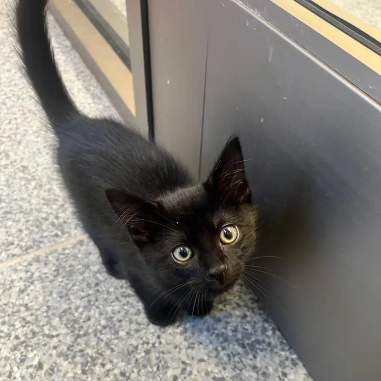 A baby medium-sized male Black Domestic Short Hair cat named Joey for adoption in Manassas, VA