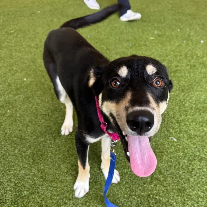 A young medium-sized male Black Husky dog named Hop for adoption in West Palm Beach, FL