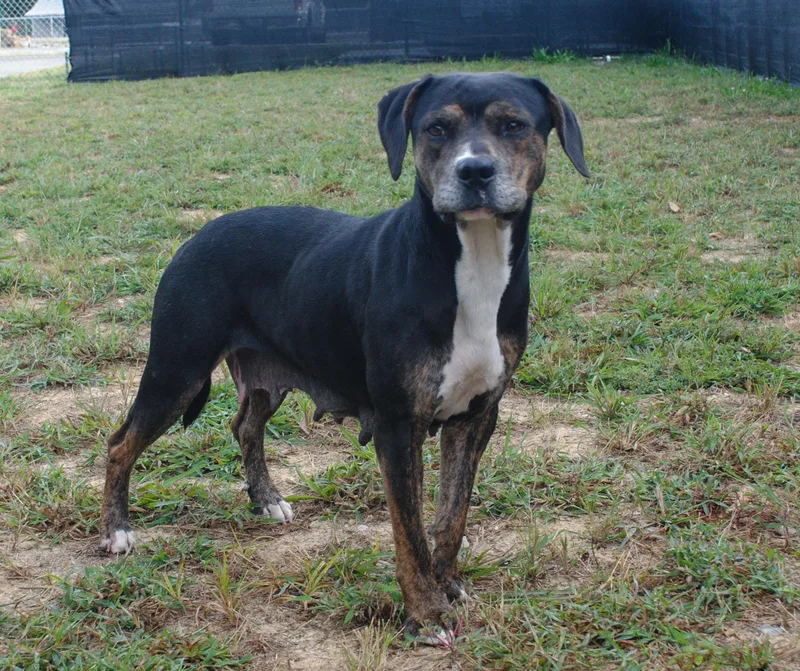 An adult medium-sized female Boxer dog named Sally for adoption in Manchester, TN