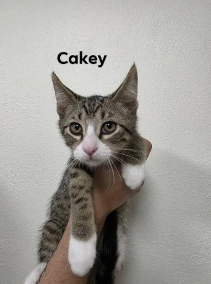 A baby medium-sized male Domestic Short Hair cat named Cakey for adoption in Aberdeen, SD
