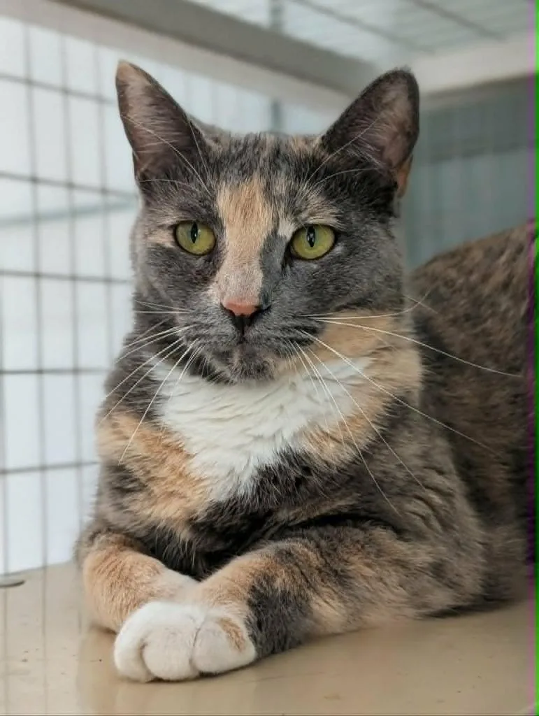 An adult medium-sized female Domestic Short Hair cat named Celene for adoption in Kingsland, GA