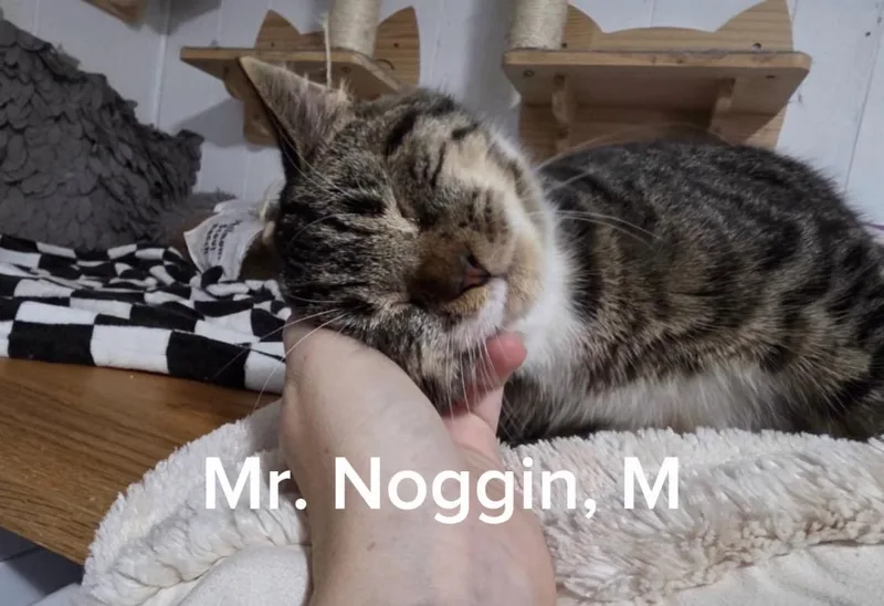 A young medium-sized male Domestic Short Hair cat named Mr.Noggin for adoption in Shrewsbury, MA