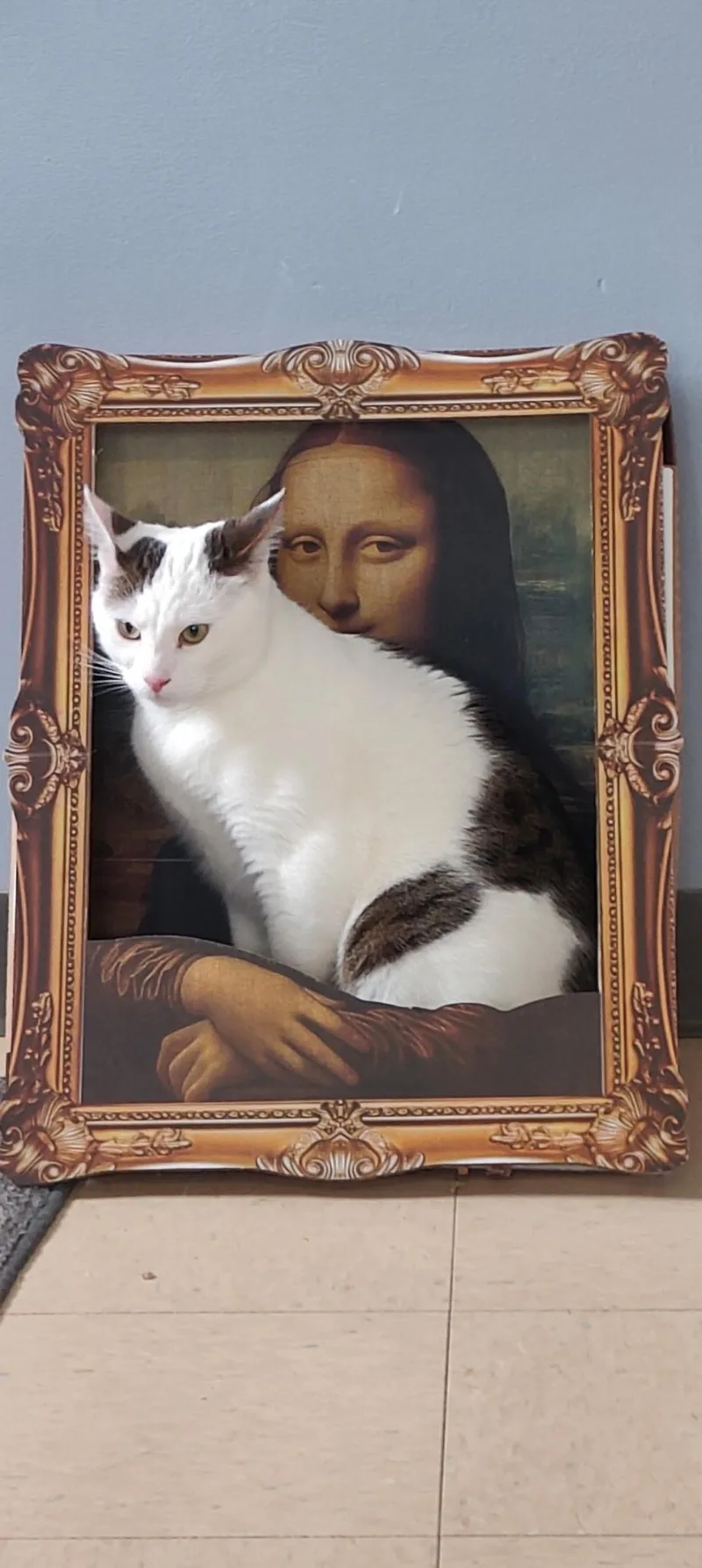 A young medium-sized male Domestic Short Hair cat named Pinocchio for adoption in Warwick, RI