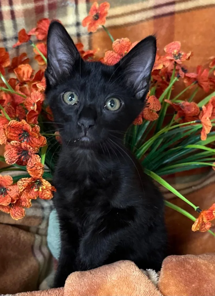 A baby small-sized female American Bobtail cat named Sage for adoption in Stillwater, OK