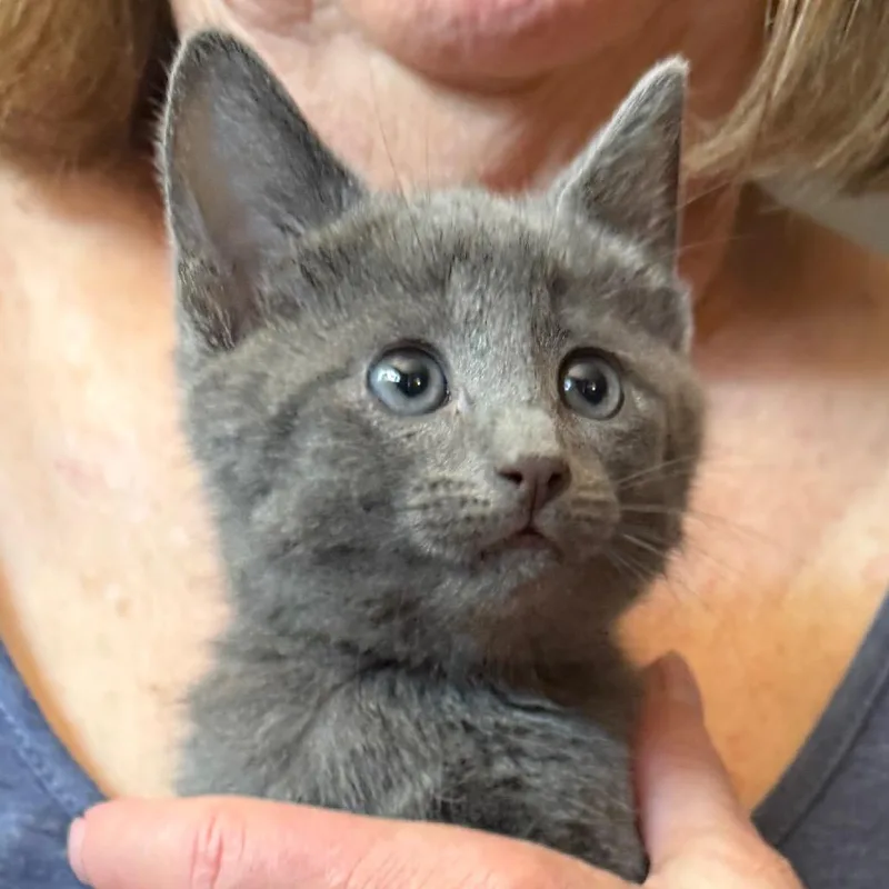 A baby small-sized male Gray / Blue / Silver Domestic Short Hair cat named Smokey for adoption in Midland, TX