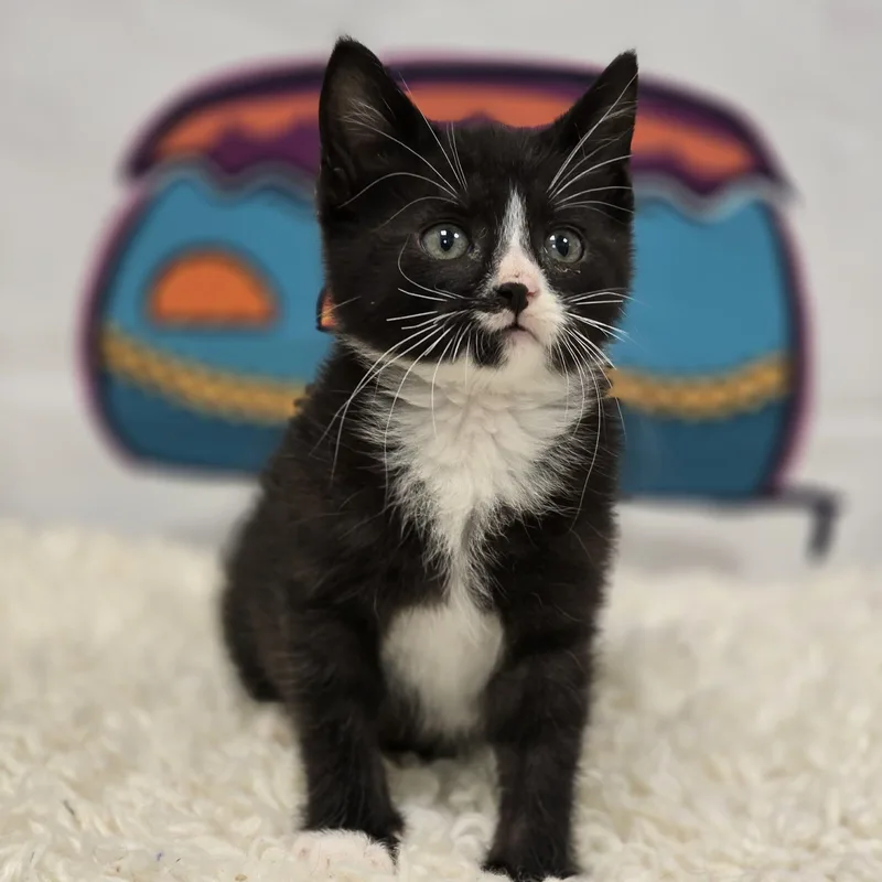 A young medium-sized male Black & White / Tuxedo Domestic Short Hair cat named Acadia for adoption in Effingham, IL