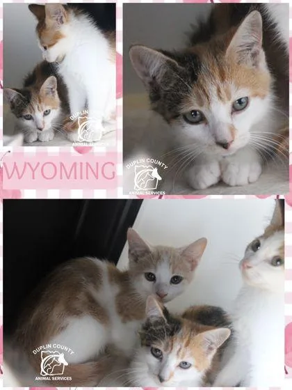 A baby medium-sized female Domestic Short Hair cat named Wyoming for adoption in Kenansville, NC