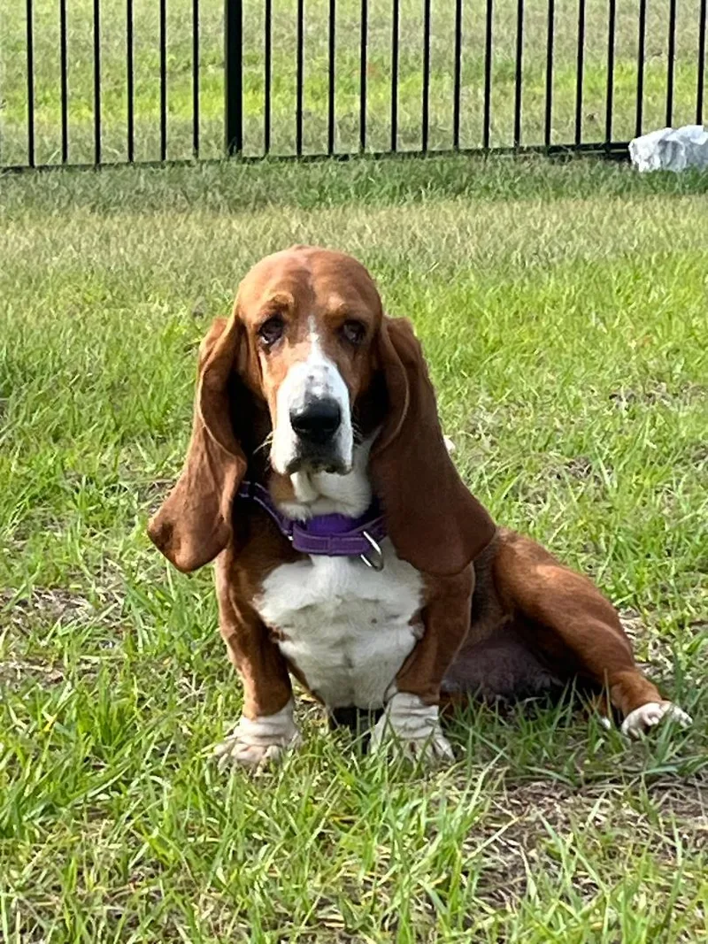 A young medium-sized female Tricolor (Brown, Black, & White) Basset Hound dog named Leia for adoption in Auburndale, FL
