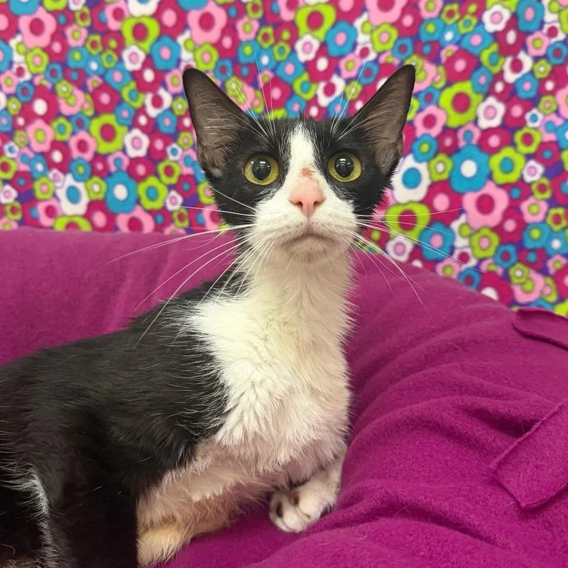 An adult medium-sized female Black Domestic Short Hair cat named Sally for adoption in Deerfield, IL