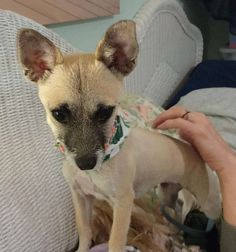 A young small-sized female Chihuahua dog named Lola for adoption in Oakland Park, FL